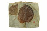 Plate with Two Fossil Leaves (Two Species) - Montana #269364-1